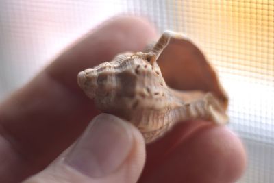 Close-up of person holding hand