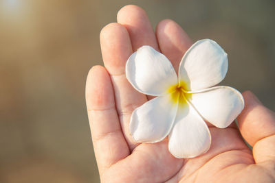 Close-up of hand holding white flower