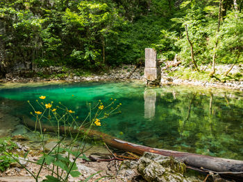 Scenic view of lake in forest