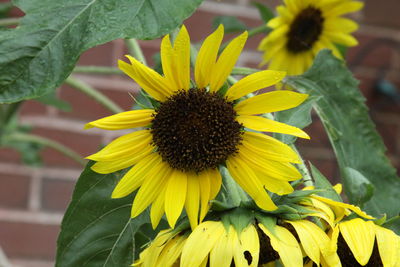 Close-up of sunflower