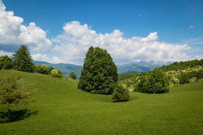 Trees on field against sky