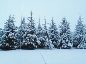 Trees on snow covered field against sky