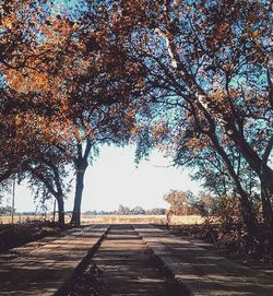 Footpath in forest