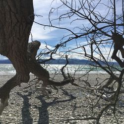 Bare tree by sea against sky