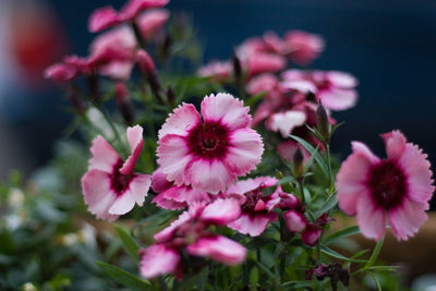 Close-up of flowers blooming outdoors