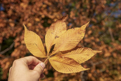 Close-up of hand holding maple leaves