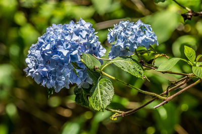 Close-up of purple hydrangea plant