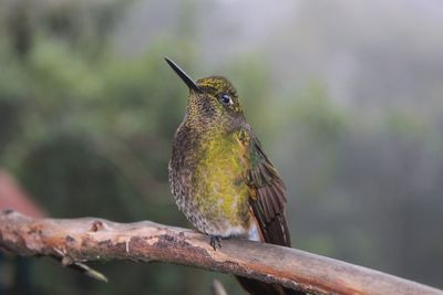 Close-up of hummingbird perching on branch