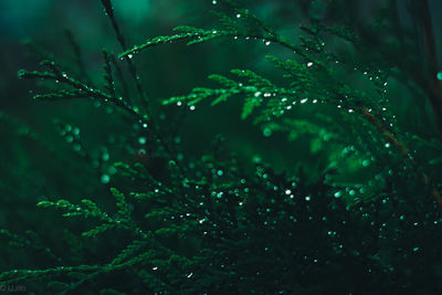 Close-up of water drops on leaf