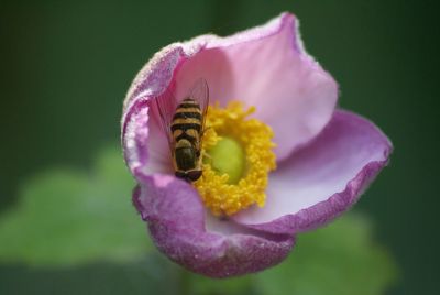 Close-up of honey bee on pink flower