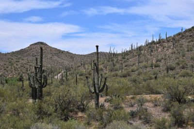 Arizona landscape with mountains and saguaro cactus