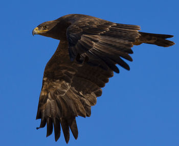 Low angle view of eagle flying against clear blue sky