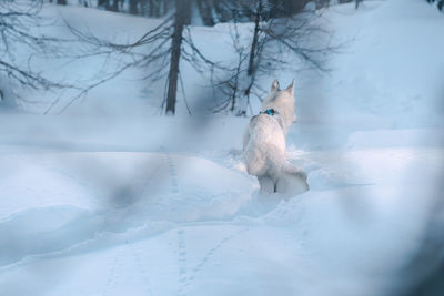 White alaskan husky in snow