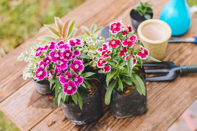 Close-up of potted plant on table