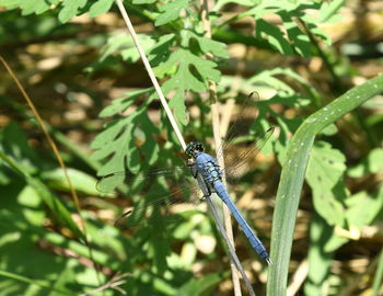 Close-up of insect on plant