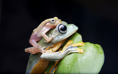 Close-up of frog against black background