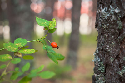 Ripe rosehip against forest background, postcard about relaxing in forest and restoring health