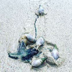 High angle view of seashells on beach