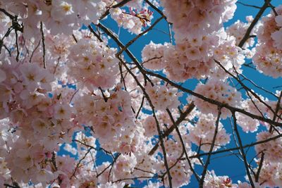 Low angle view of cherry blossoms against sky