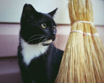 Close-up of cat looking away