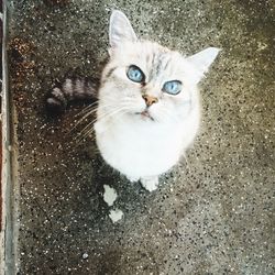 Portrait of cat