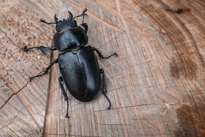 High angle view of insect on wood