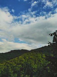 Low angle view of trees on mountain against sky