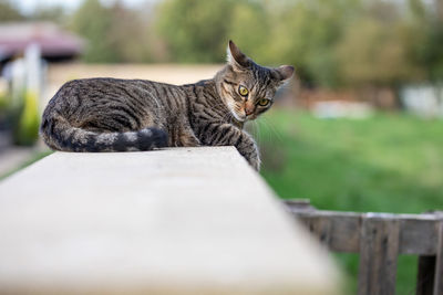 Close-up of cat