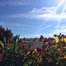 Close-up of bougainvillea blooming against sky