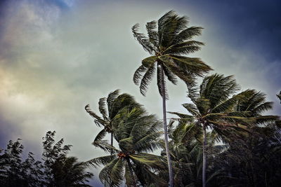 Low angle view of tree against sky