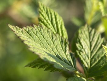 Close-up of leaves