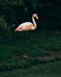 Duck in a lake