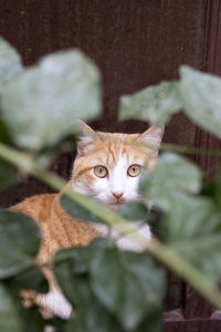 Portrait of cat amidst plants by window