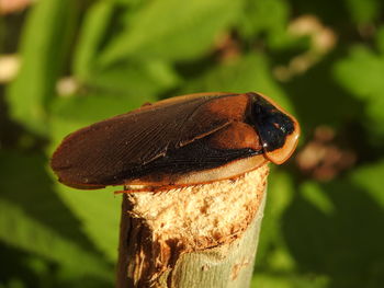 Close-up of insect on leaf