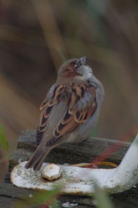 Close-up of bird perching on wood