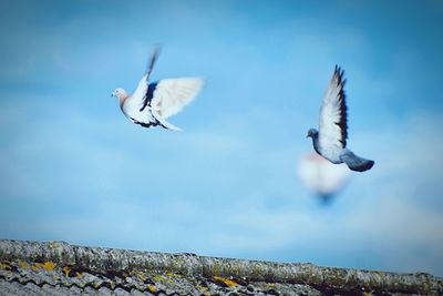 Low angle view of seagulls flying in sky