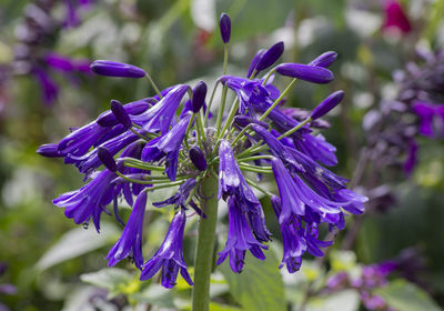 Close-up of purple flowering plant