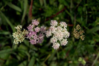 Close-up of flowers