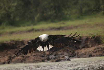 Close-up of eagle flying