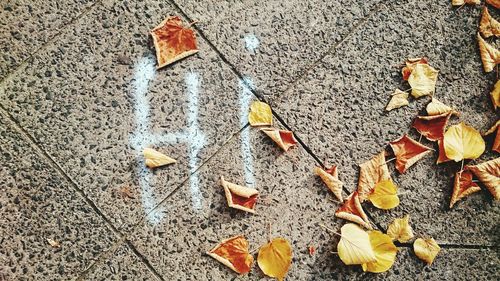 Fallen leaves on road