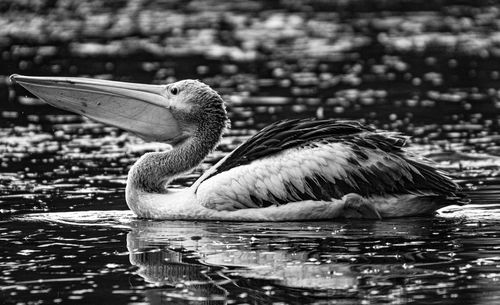 Side view of a duck swimming in lake