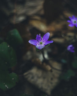 High angle view of purple flowering plants