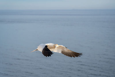 Seagull flying over sea