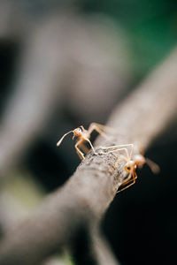 Ant on the micro lens