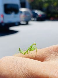 Close-up of insect on hand