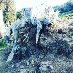 View of tree trunk through rocks