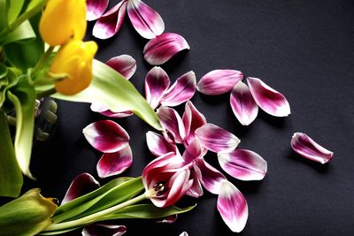 Close-up of pink flowers