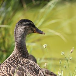 Close-up of a bird