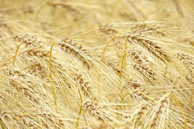 Close-up of stalks in wheat field