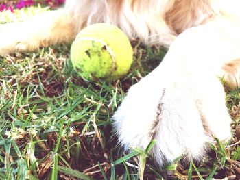 Close-up of ball on grass